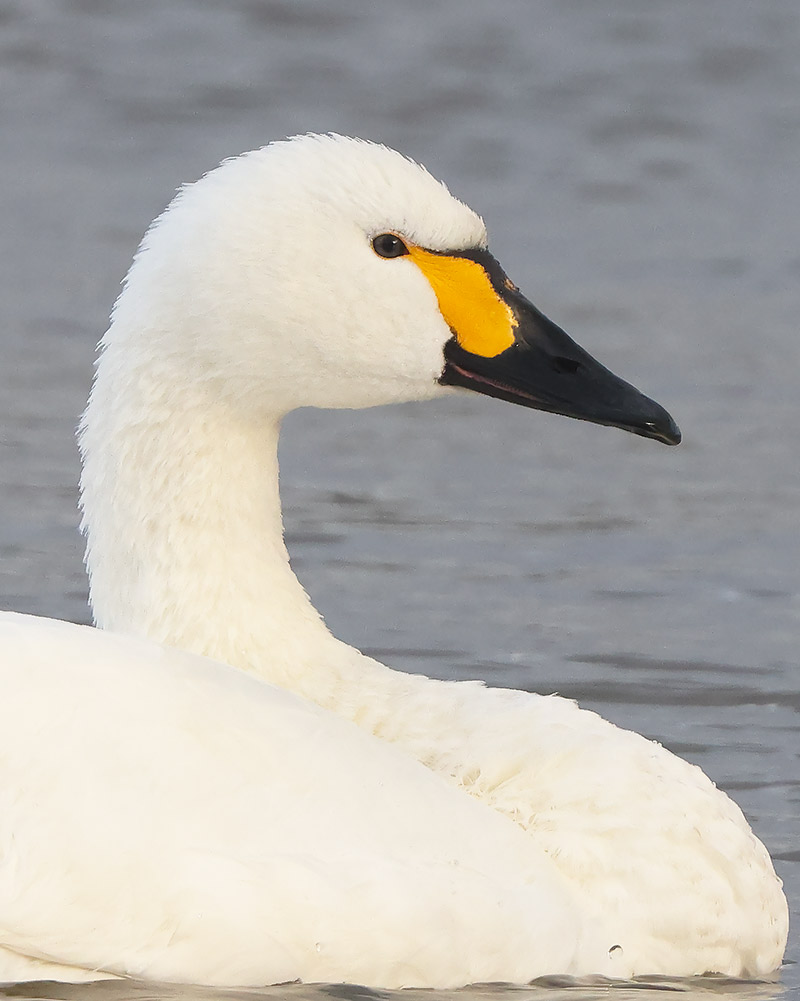 Bewick's swan